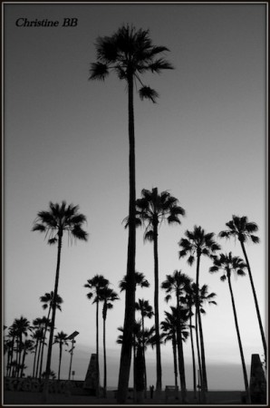 N° US 63 (L.A./Venice Beach)